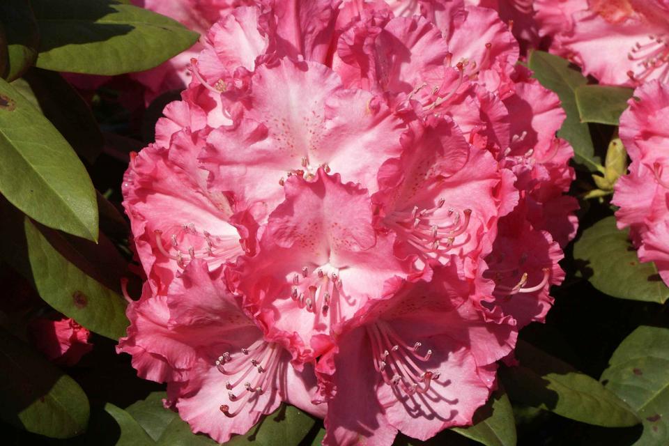 Rhododendron 'Germania'