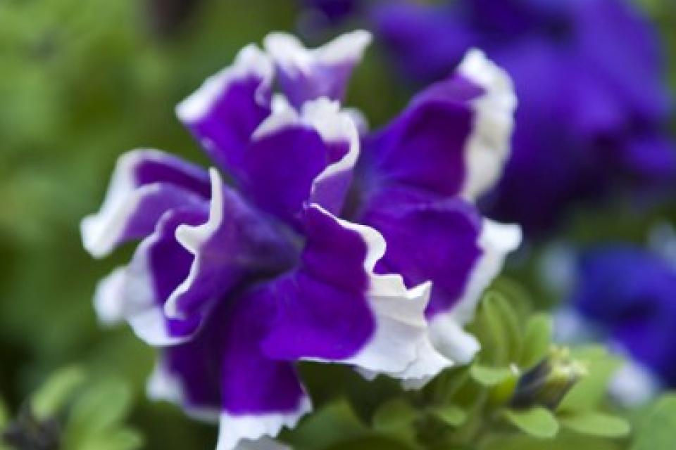 Gevulde petunia