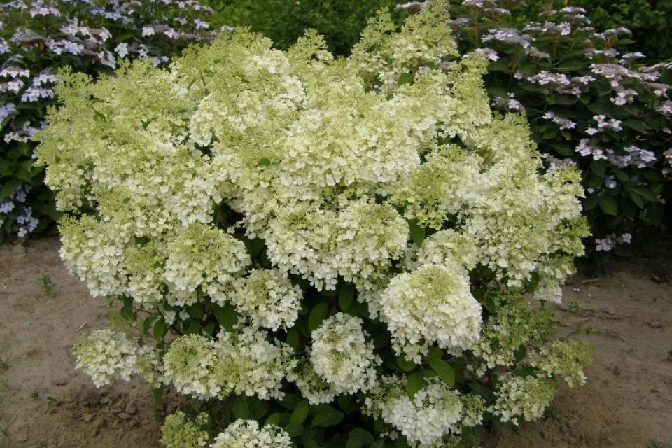 Hydrangea paniculata 'Bobo' 