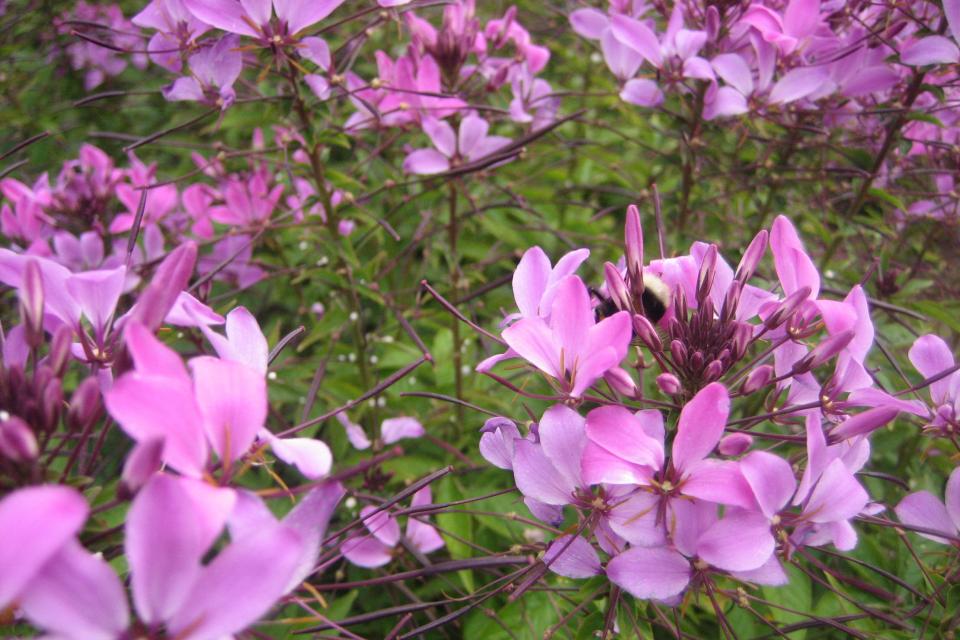 Cleome - Kattensnor 