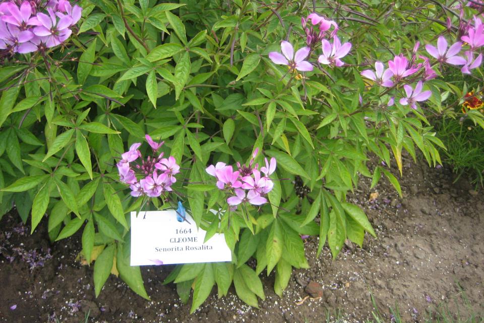 Cleome - Kattensnor 