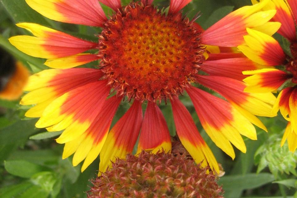 Gaillardia x grandiflora 