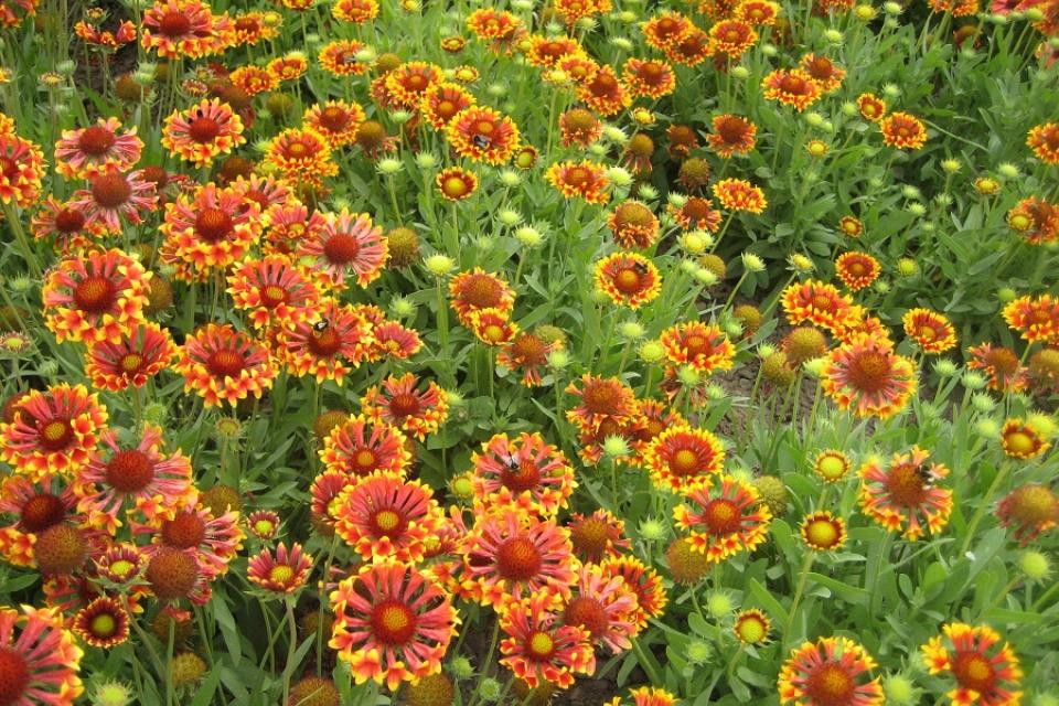 Gaillardia x grandiflora 