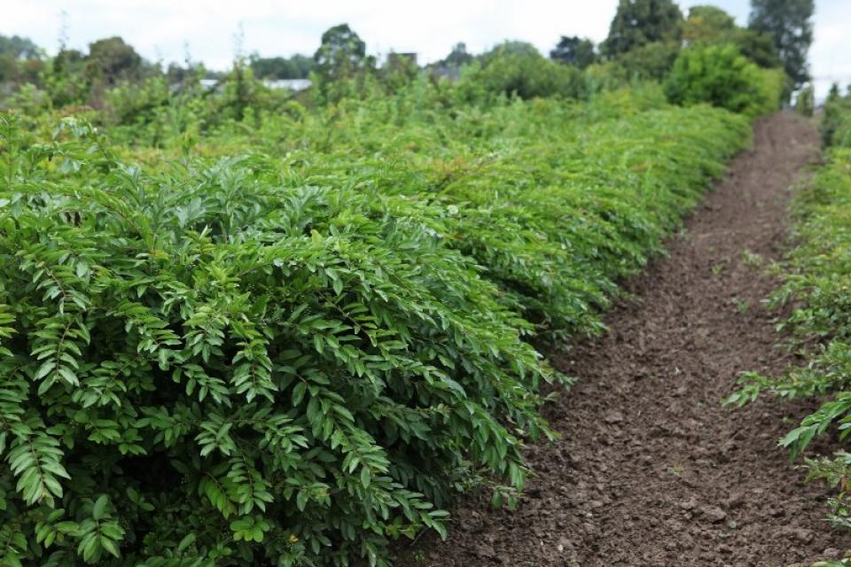 Ligustrum obtusifolium 'Massif' 