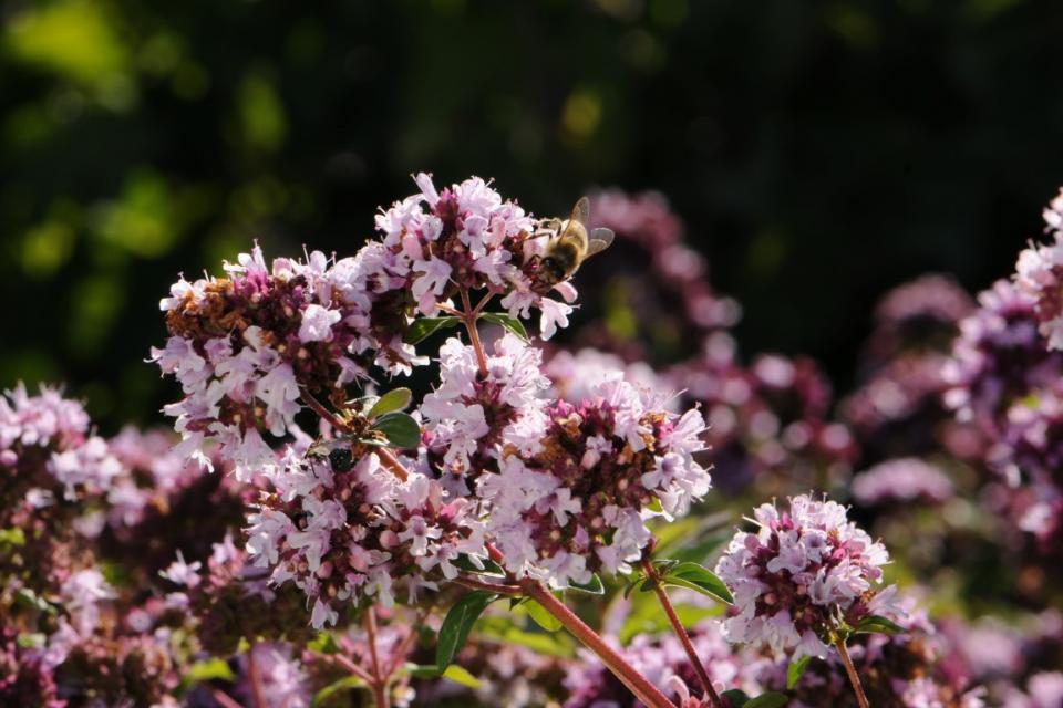 Origanum vulgare 