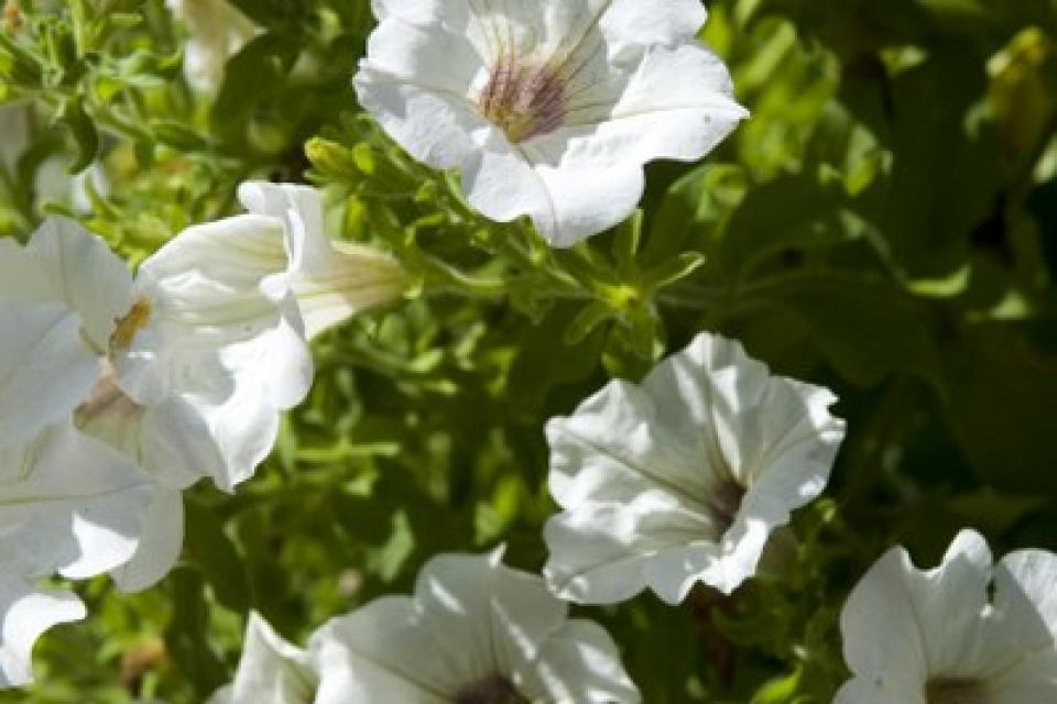 Witte petunia