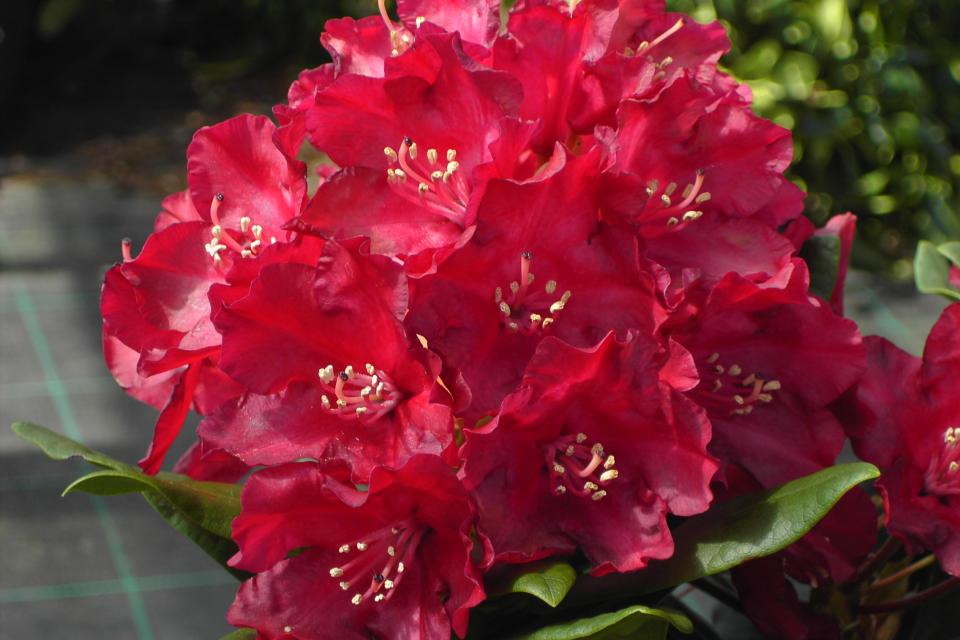 Rhododendron 'Nova Zembla'