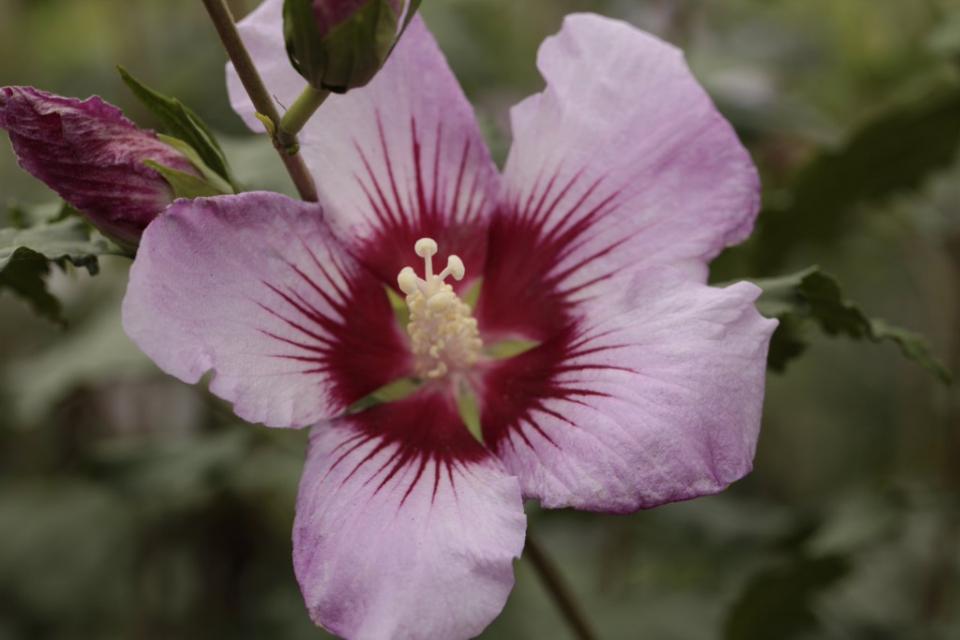 Hibiscus syriacus 'Rosso'