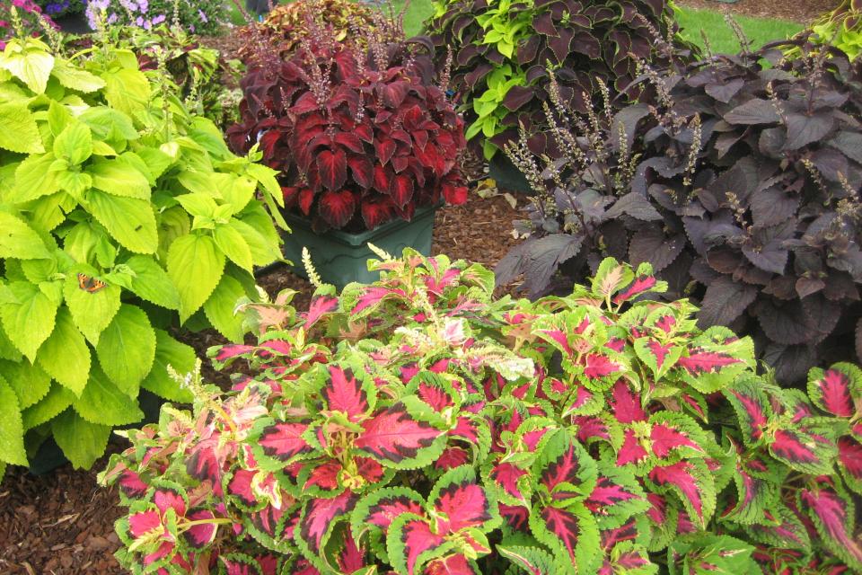 Solenostemon scutellarioides (Coleus) - Siernetel 