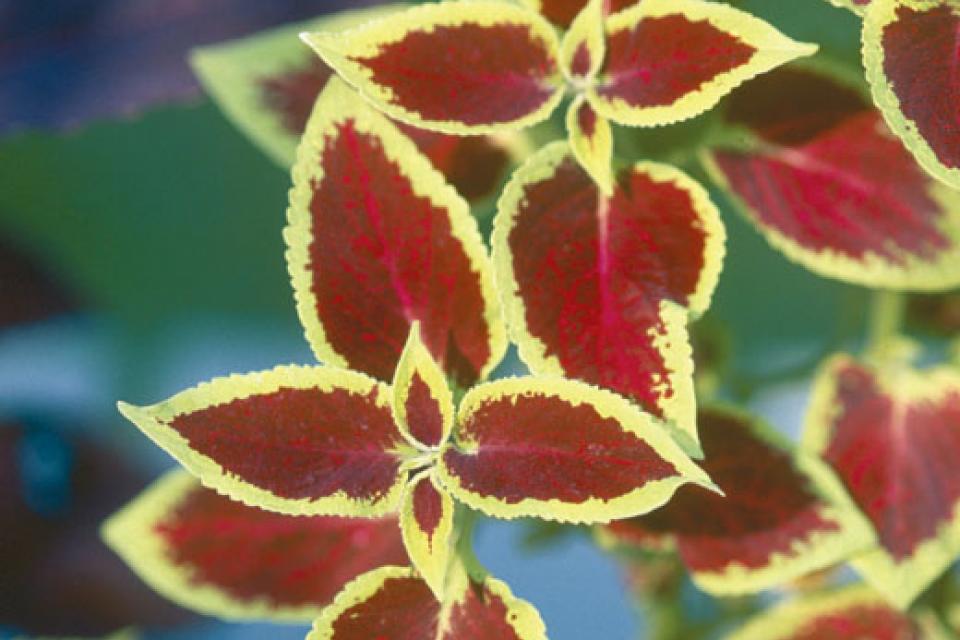 Solenostemon scutellarioides (Coleus) - Siernetel 