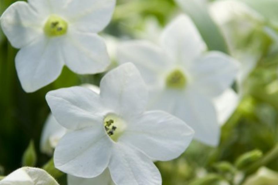 Nicotiana - Siertabak 