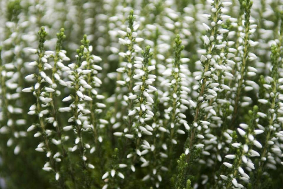 Calluna vulgaris - Struikheide 