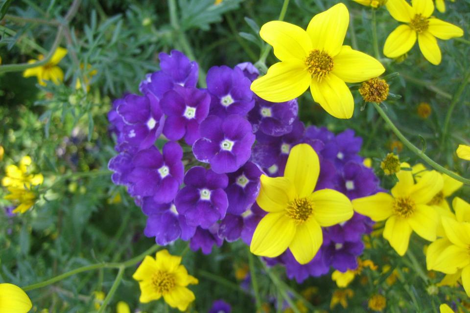 Bidens ferulifolia - Tandzaad 